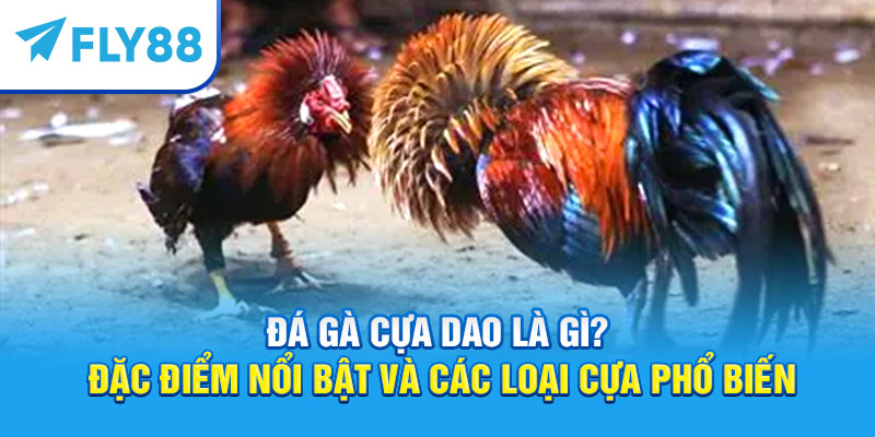 Đá Gà Cựa Dao – Kinh Nghiệm Và Luật Chơi Mới 2025 1 Đá gà cựa dao là gì?